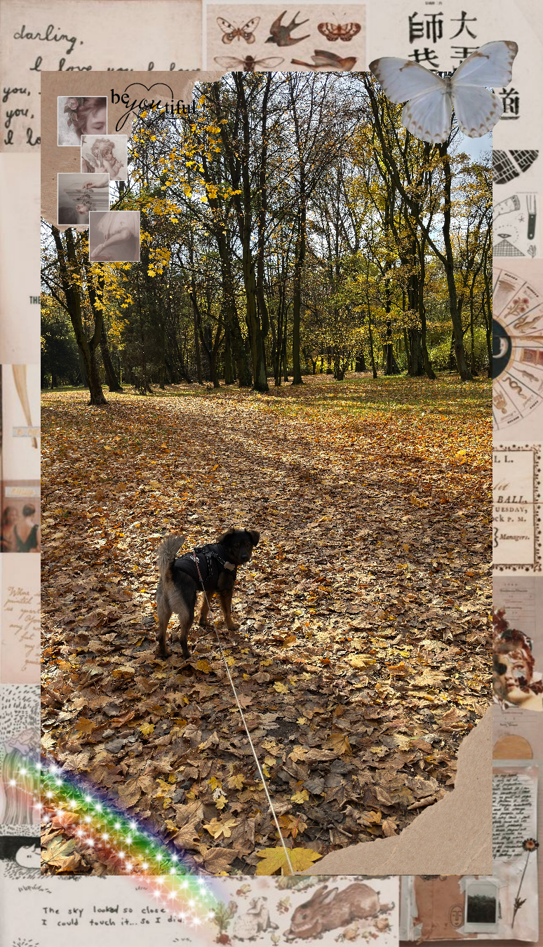 My dog with cute autumn decorations in a forest